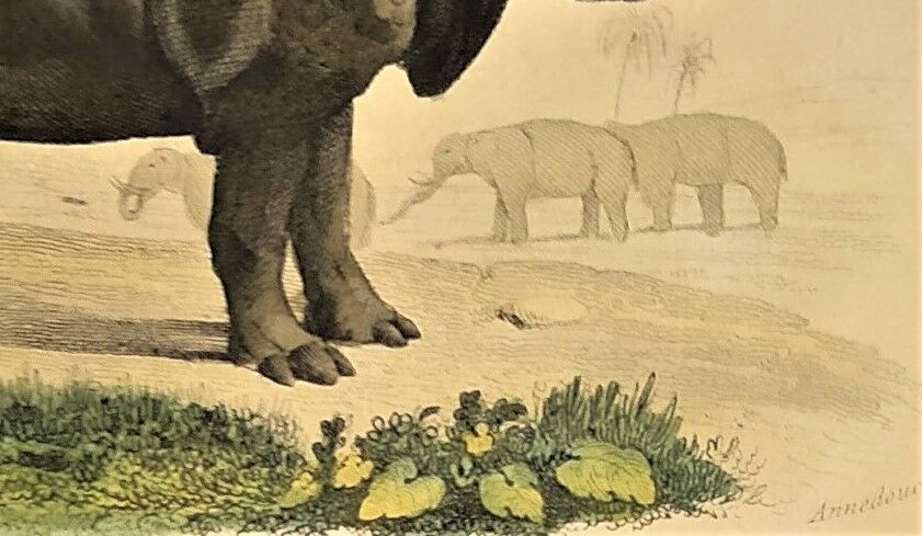 Original zoological frame engraving from 1839 " rhinoceros & hippopotamus "
