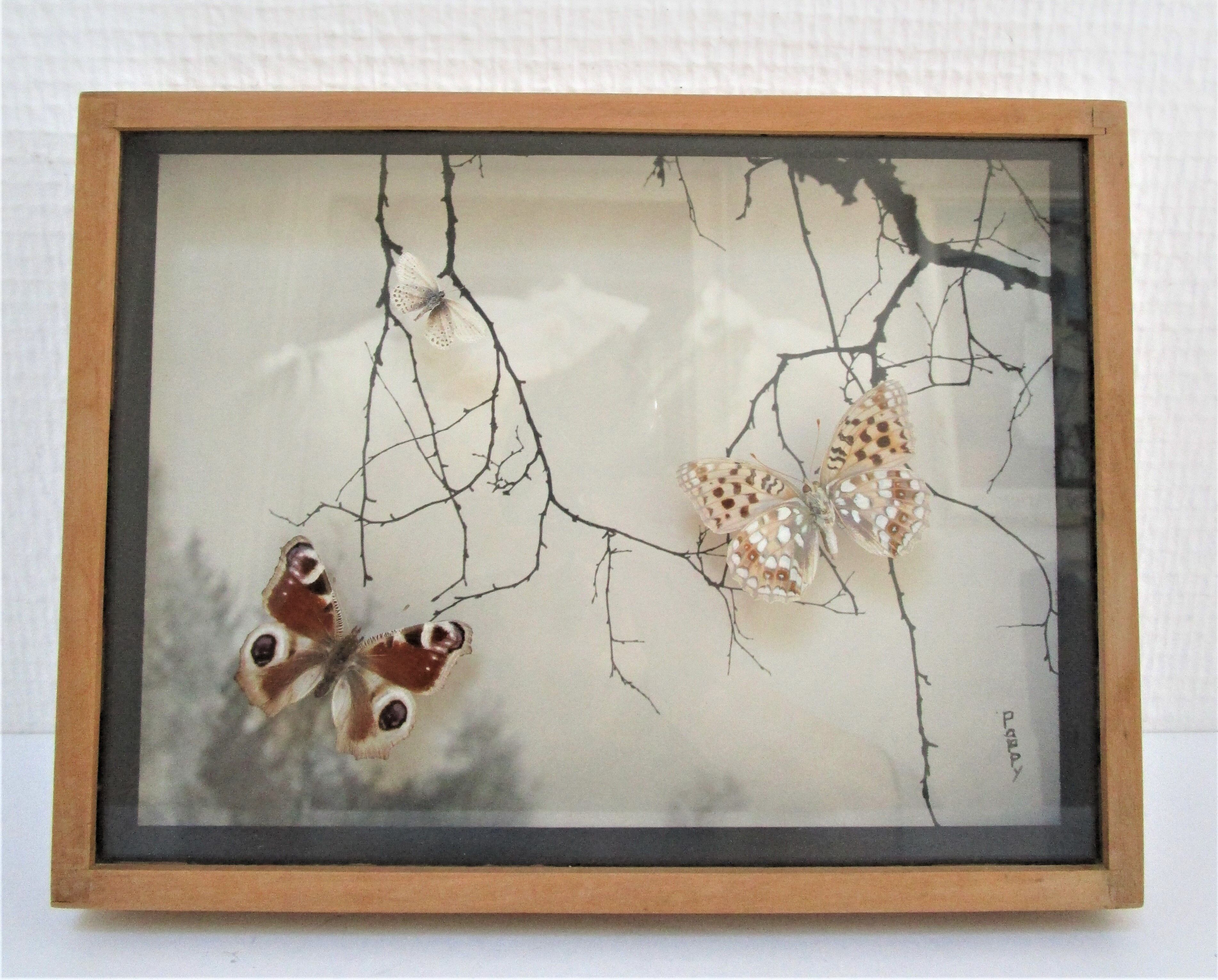 Three wooden frames with naturalized butterflies vintage 60s