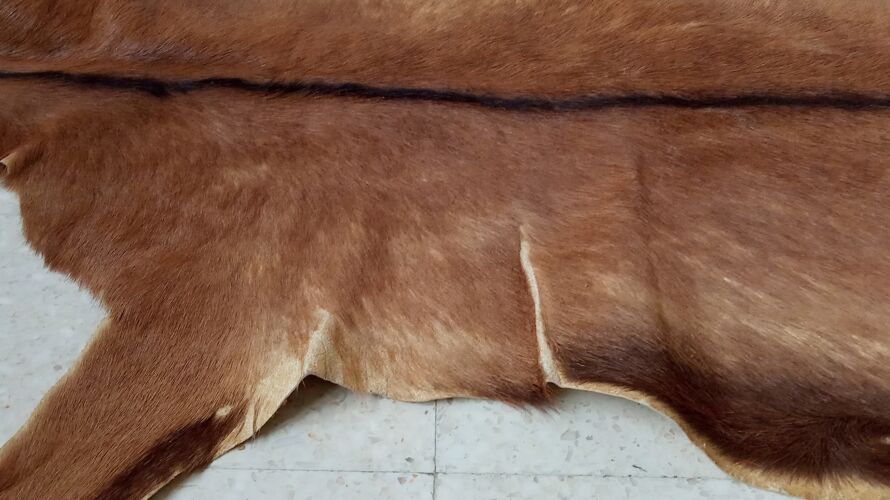 Peau de chèvre vintage 120×102 cm