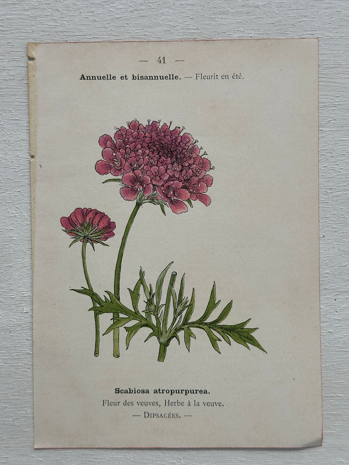 Botanical Plate 1800 Old naturalist engraving 19th century double-sided