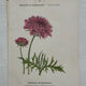 Botanical Plate 1800 Old naturalist engraving 19th century double-sided