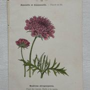 Planche Botanique 1800 Gravure naturaliste ancienne 19eme recto verso