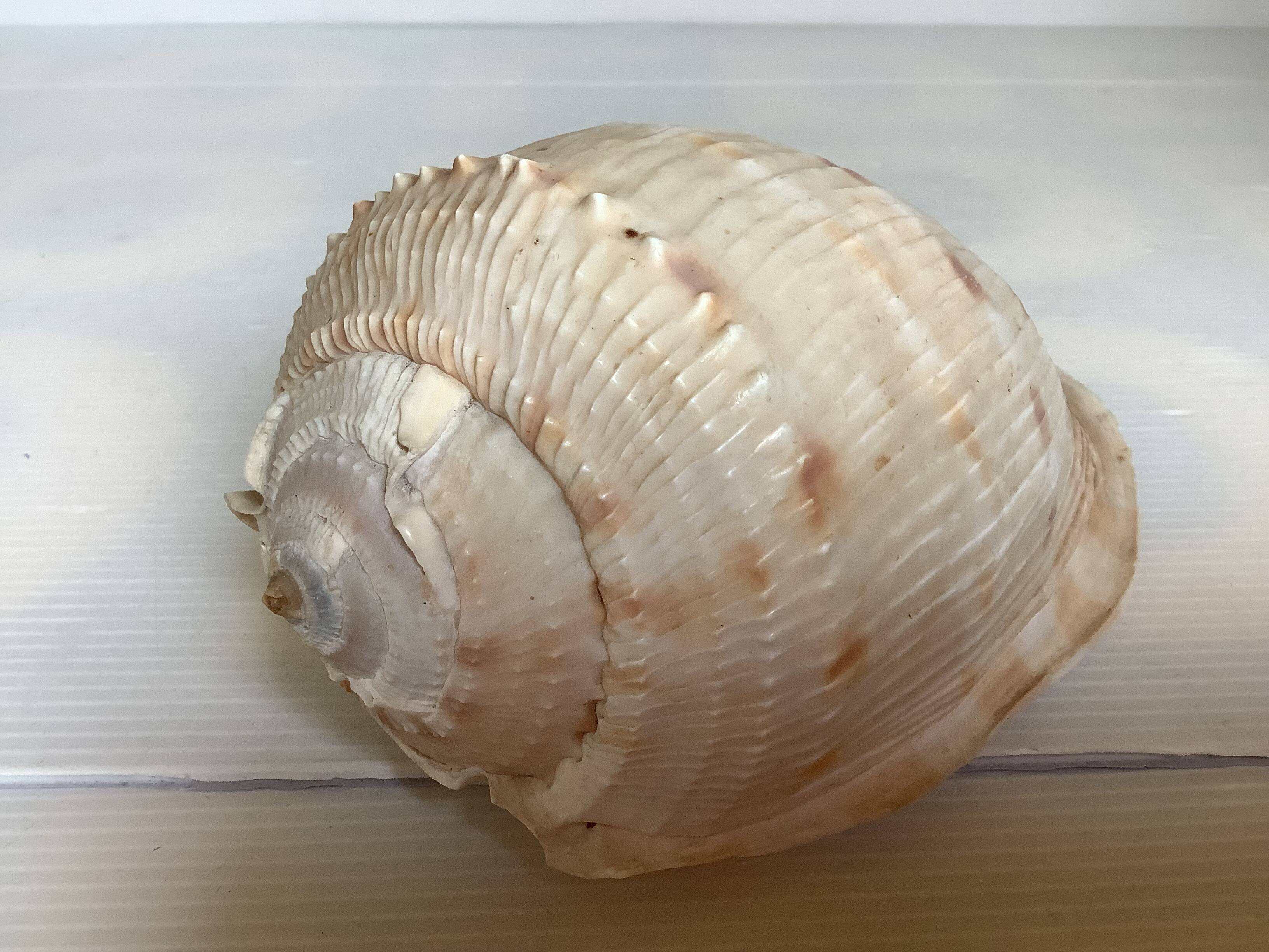 Queen's helmet shell