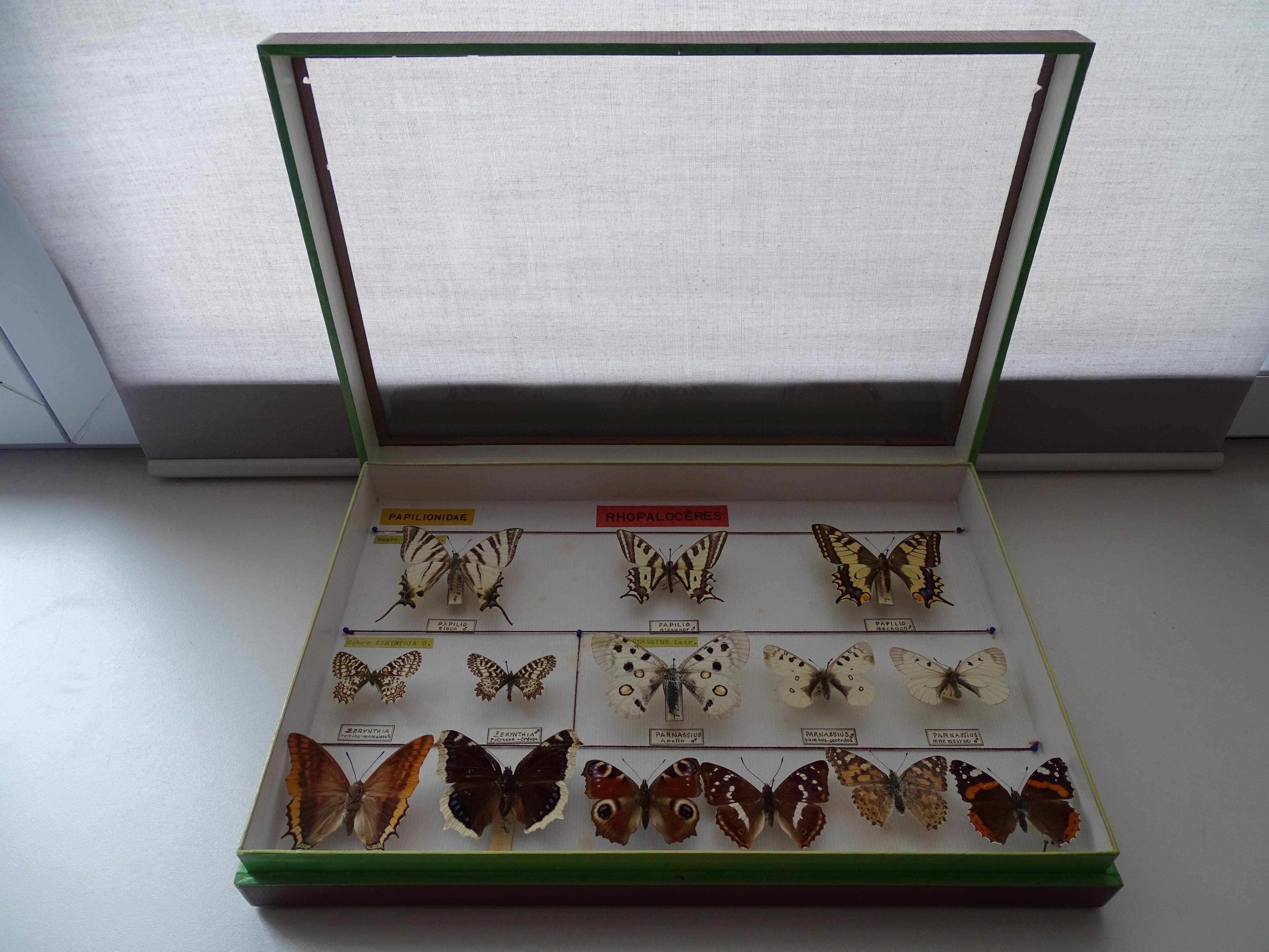 14 ancient stuffed butterflies under frame era 1930