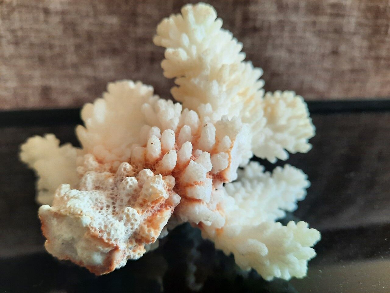 Ancient coral