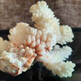 Ancient coral