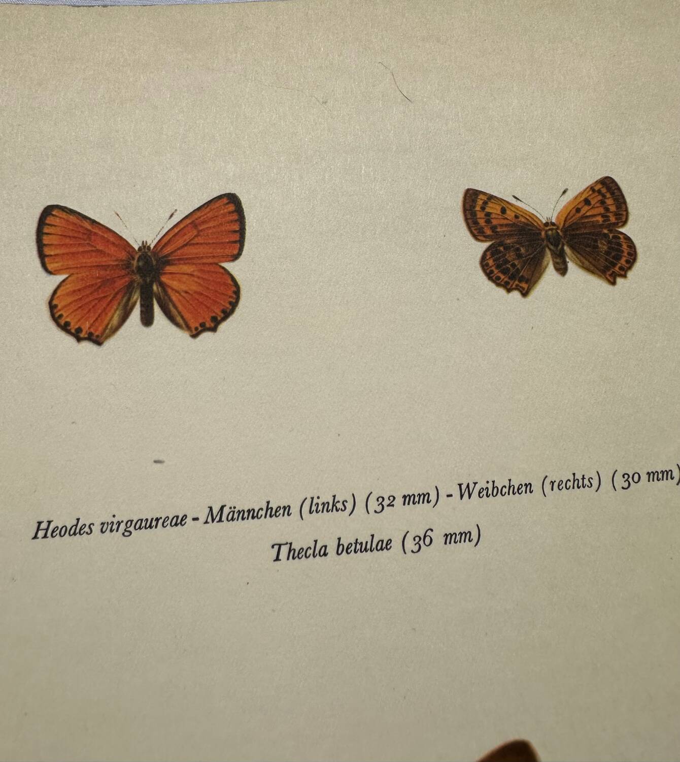 Botanical plate engraving butterfly naturalist 1900 etching antique