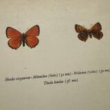 Botanical plate engraving butterfly naturalist 1900 old etching