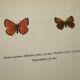 Botanical plate engraving butterfly naturalist 1900 etching antique