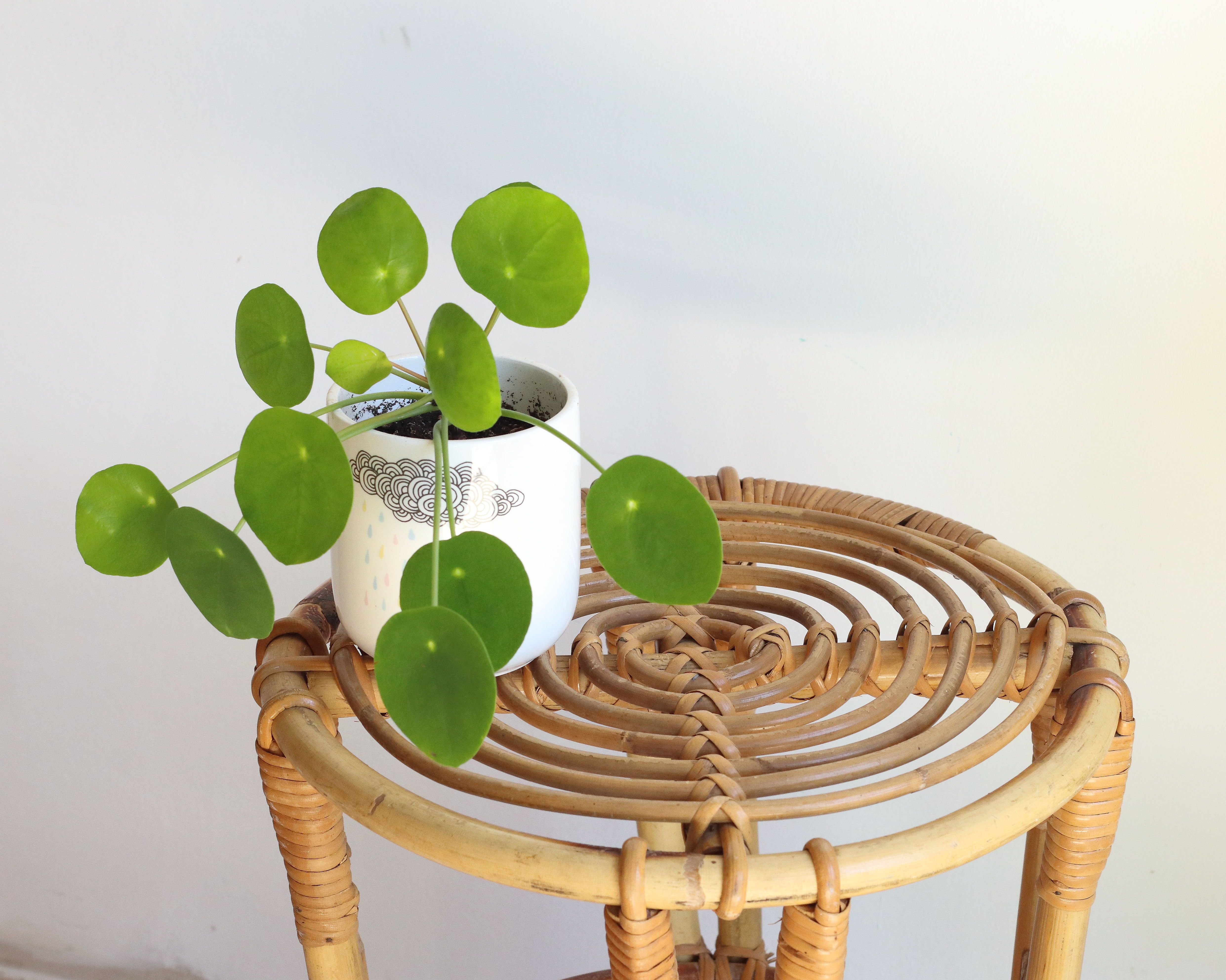 Stool-end of sofa-plant holder in rattan of years 60