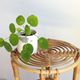Stool-end of sofa-plant holder in rattan of years 60