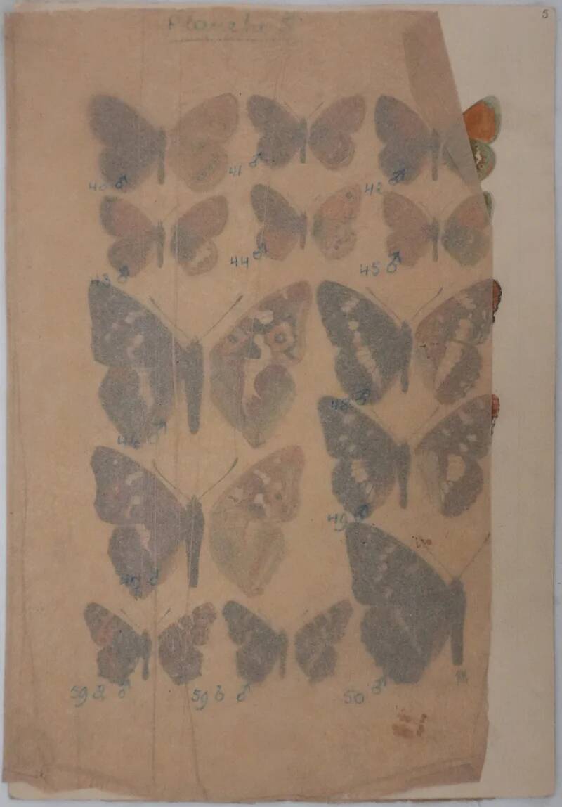Roger metaye: brown and purple butterflies, original signed watercolor