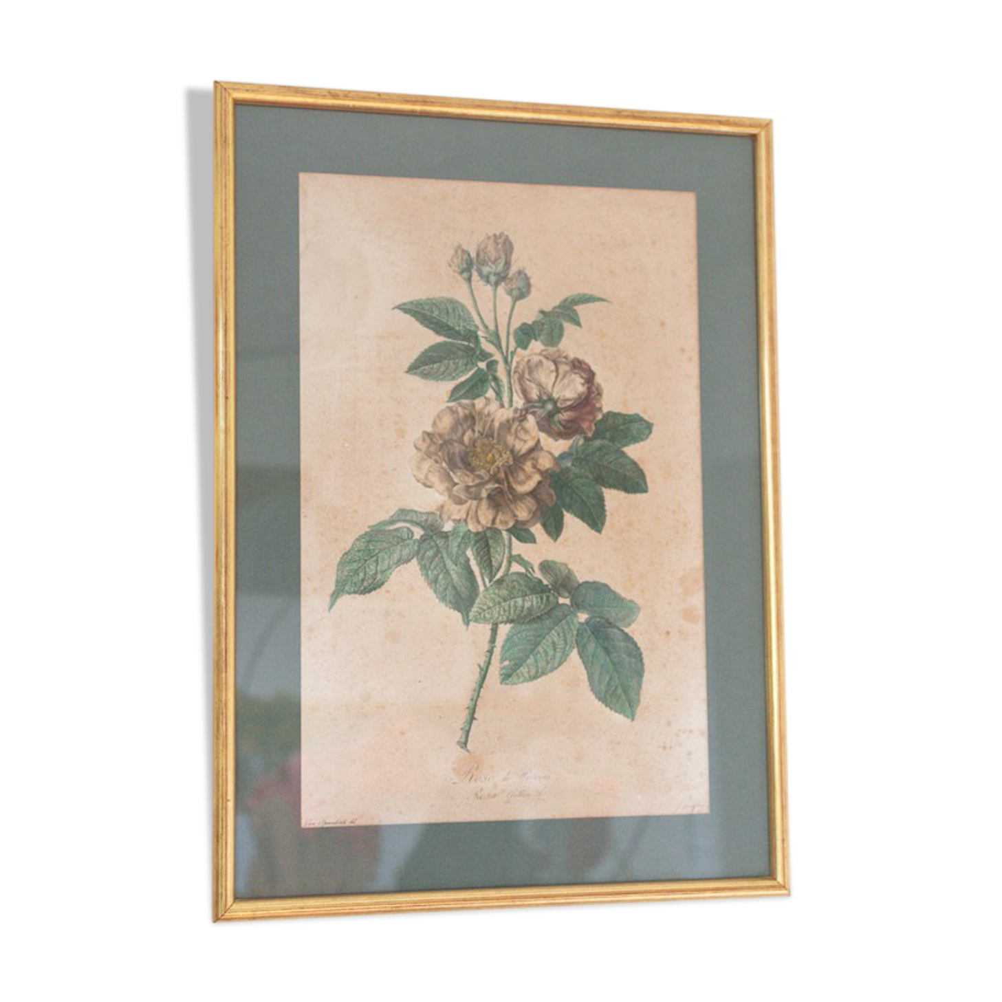 Poster plank botanical engraving rose of provins by Gerard Van spaedonck