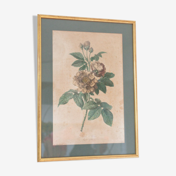 Affiche planche gravure botanique rosier de provins par  Gerard Van spaedonck