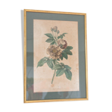 Poster plank botanical engraving rose of provins by Gerard Van spaedonck