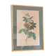 Poster plank botanical engraving rose of provins by Gerard Van spaedonck