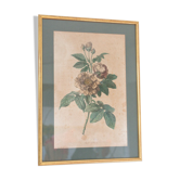 Poster plank botanical engraving rose of provins by Gerard Van spaedonck