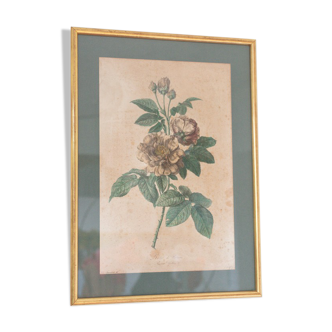 Affiche planche gravure botanique rosier de provins par  Gerard Van spaedonck