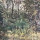 "Trees" oil on cardboard signed