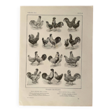 Lithograph on chickens - 1920