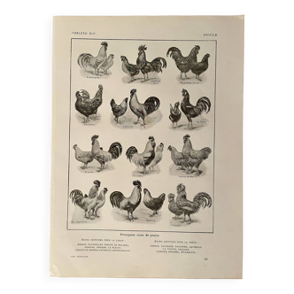 Lithograph on chickens - 1920
