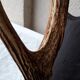 Deer antler Trophy