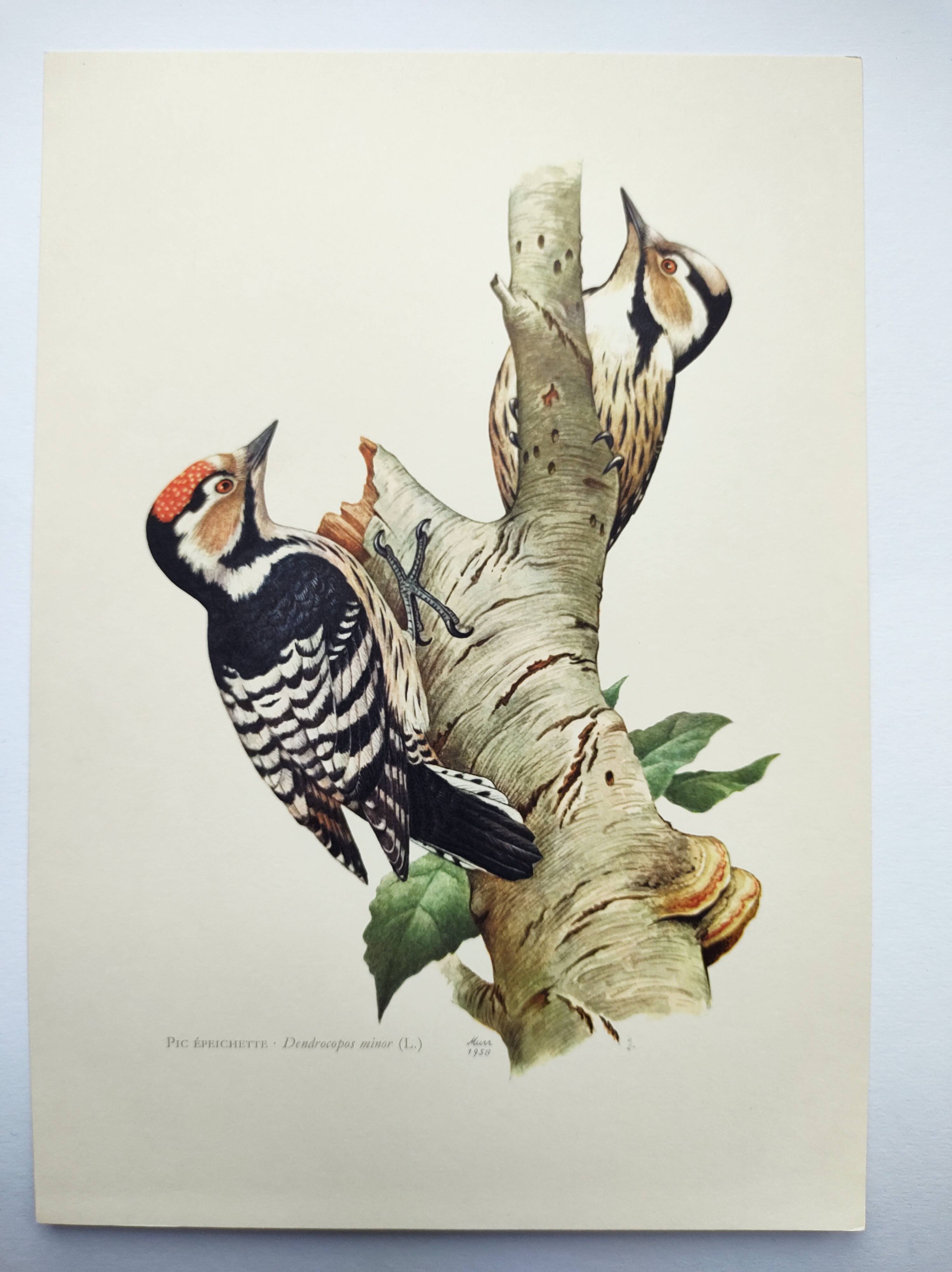 Old bird illustration. 1965 - Pic Epeichette - Natural zoological board