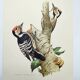 Old bird illustration. 1965 - Pic Epeichette - Natural zoological board