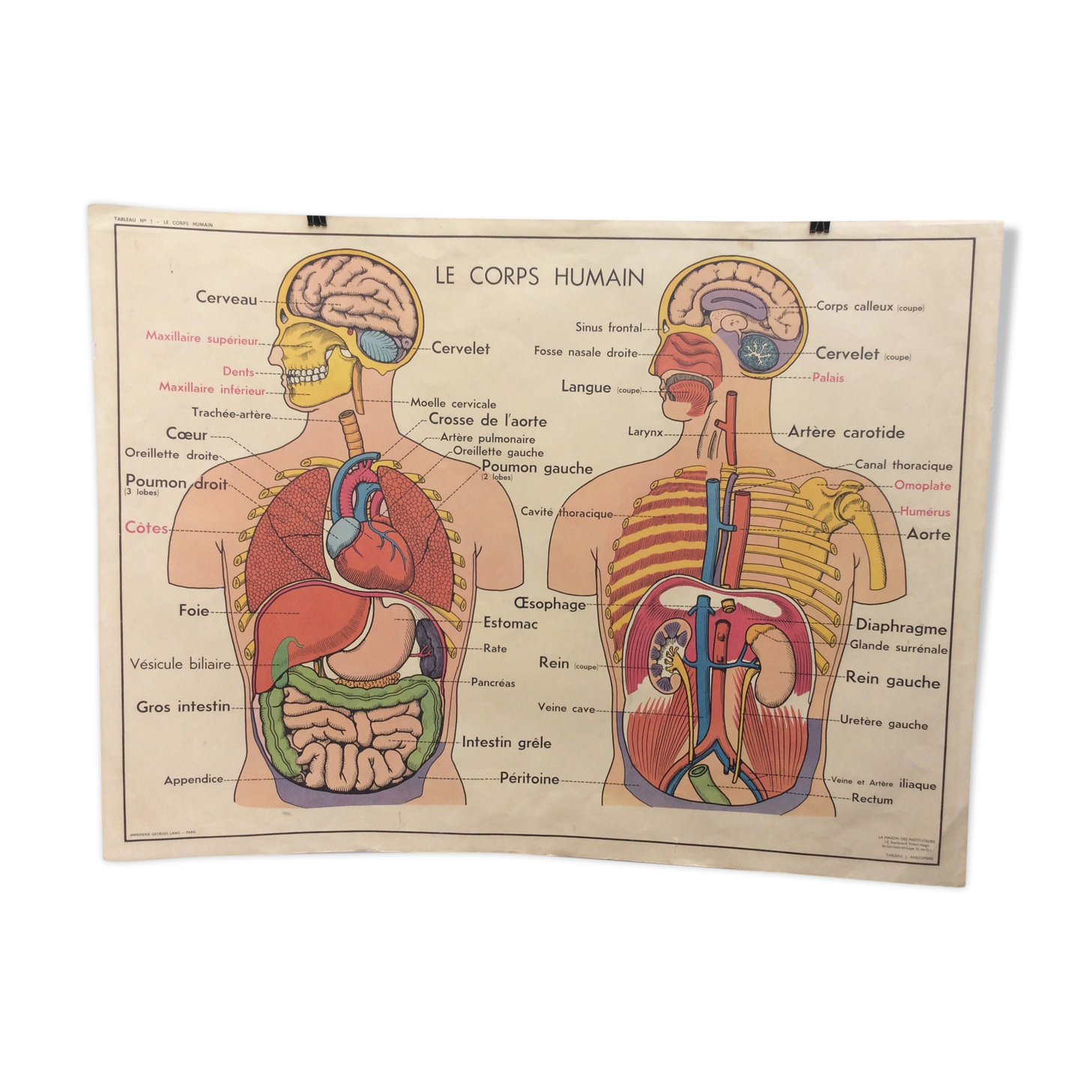 Displays anatomy muscles, human body