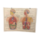 Displays anatomy muscles, human body