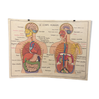 Affiche anatomie les muscles, corps humain