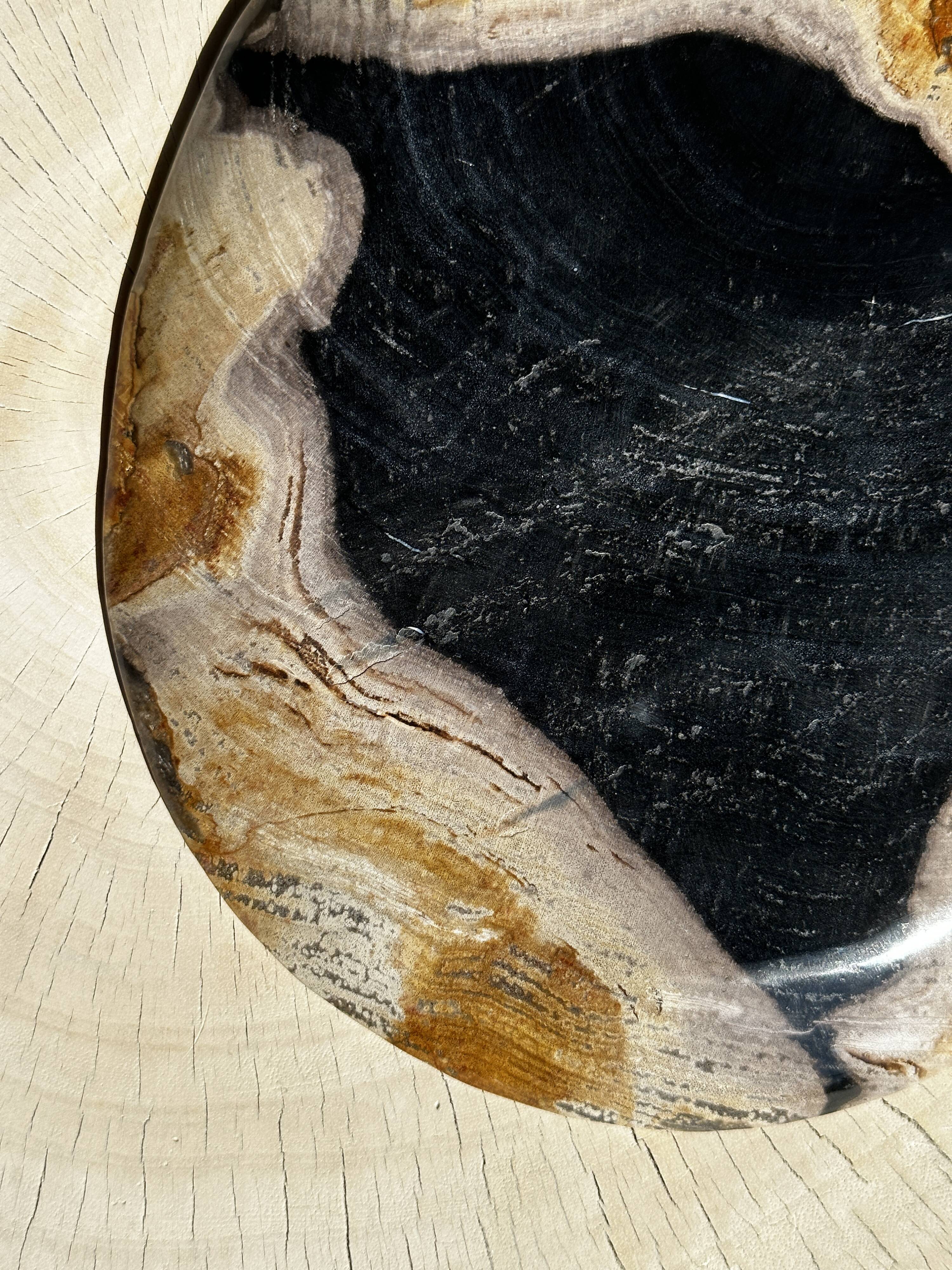 Empty pocket or dish in medium petrified wood