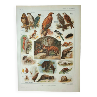 Old engraving 1922, Wild animals known as "harmful", forest • Lithograph, Original plate