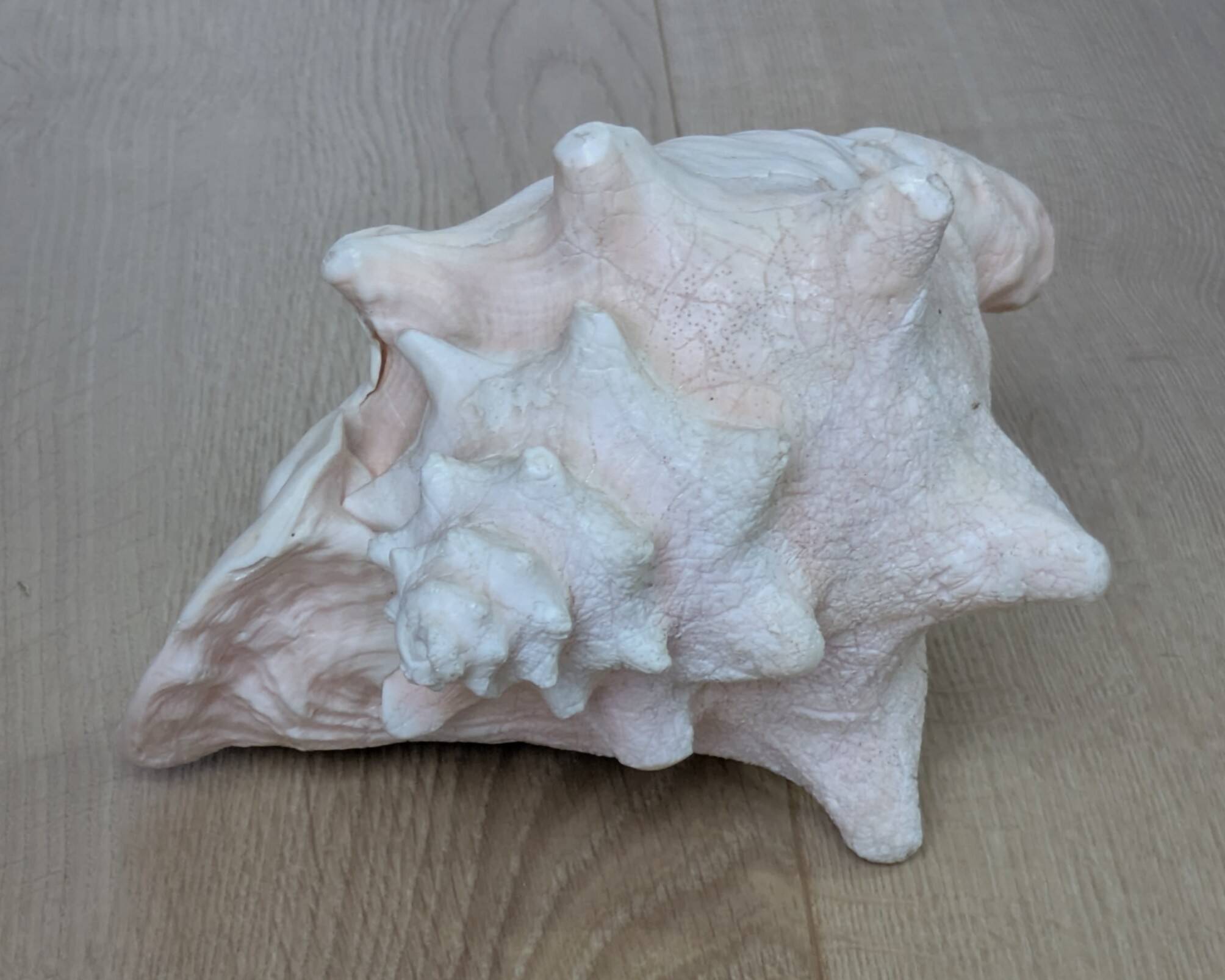 Heavy Marine Shell "Lambi" (Strombus Gigas) - Pink Interior - 1.37 kg