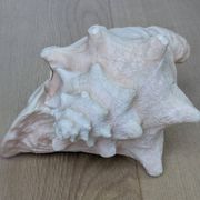 Heavy Marine Shell "Lambi" (Strombus Gigas) - Pink Interior - 1.37 kg