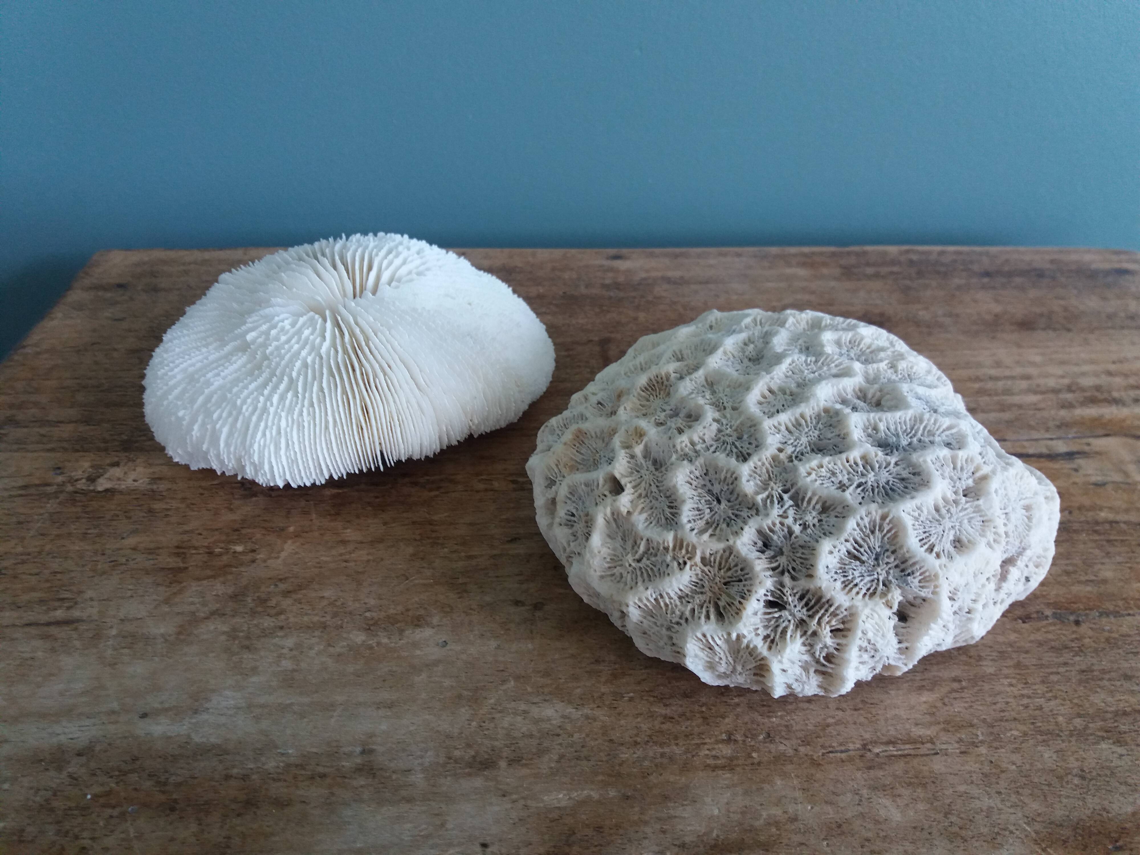 mushroom coral Fungia and Mussismilia brain coral
