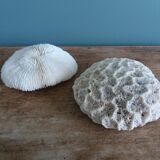 mushroom coral Fungia and Mussismilia brain coral