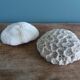corail champignon Fungia et Mussismilia corail cerveau