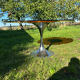 ORANGE smoked glass tulip foot table Gastone Rinaldi