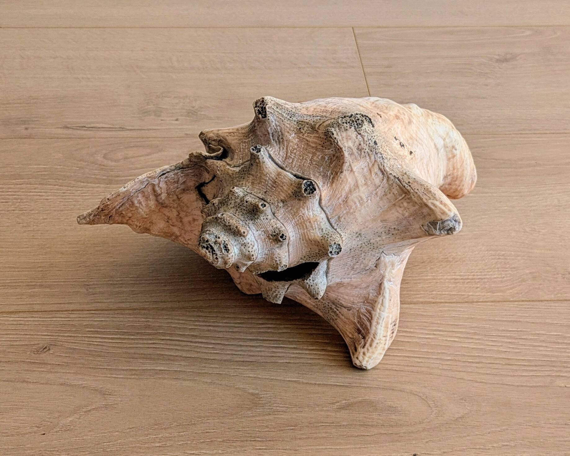 Conch Marine shell - Strombus alatus 26 cm 1.6 kg