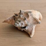 Conch Marine shell - Strombus alatus 26 cm 1.6 kg