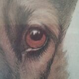 Léon DANCHIN (1887-1938) : GERMAN SHEPHERD Numbered and Signed Lithograph