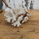 Real coral of the 70s