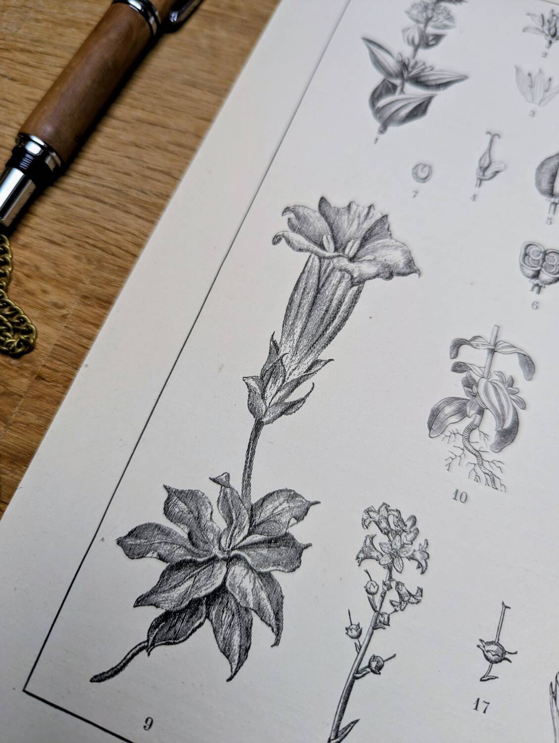 Printed in 1889, the Gentianaceae. Old botanical plate.