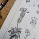 Printed in 1889, the Gentianaceae. Old botanical plate.
