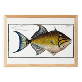 Poster about the Baliste, based on an old engraving from 1746.