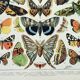Antique engraving 1898, Butterflies of Europe, insects • Lithograph, original illustration