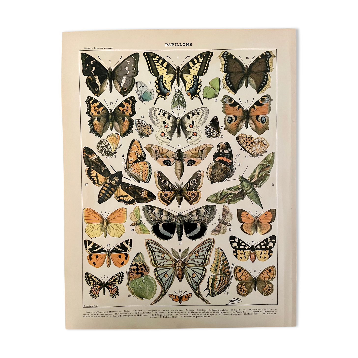 Lithographie gravure papillons d'Europe de 1897