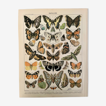 Lithographie gravure papillons d'Europe de 1897