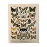 Lithograph engraving butterflies of Europe from 1897